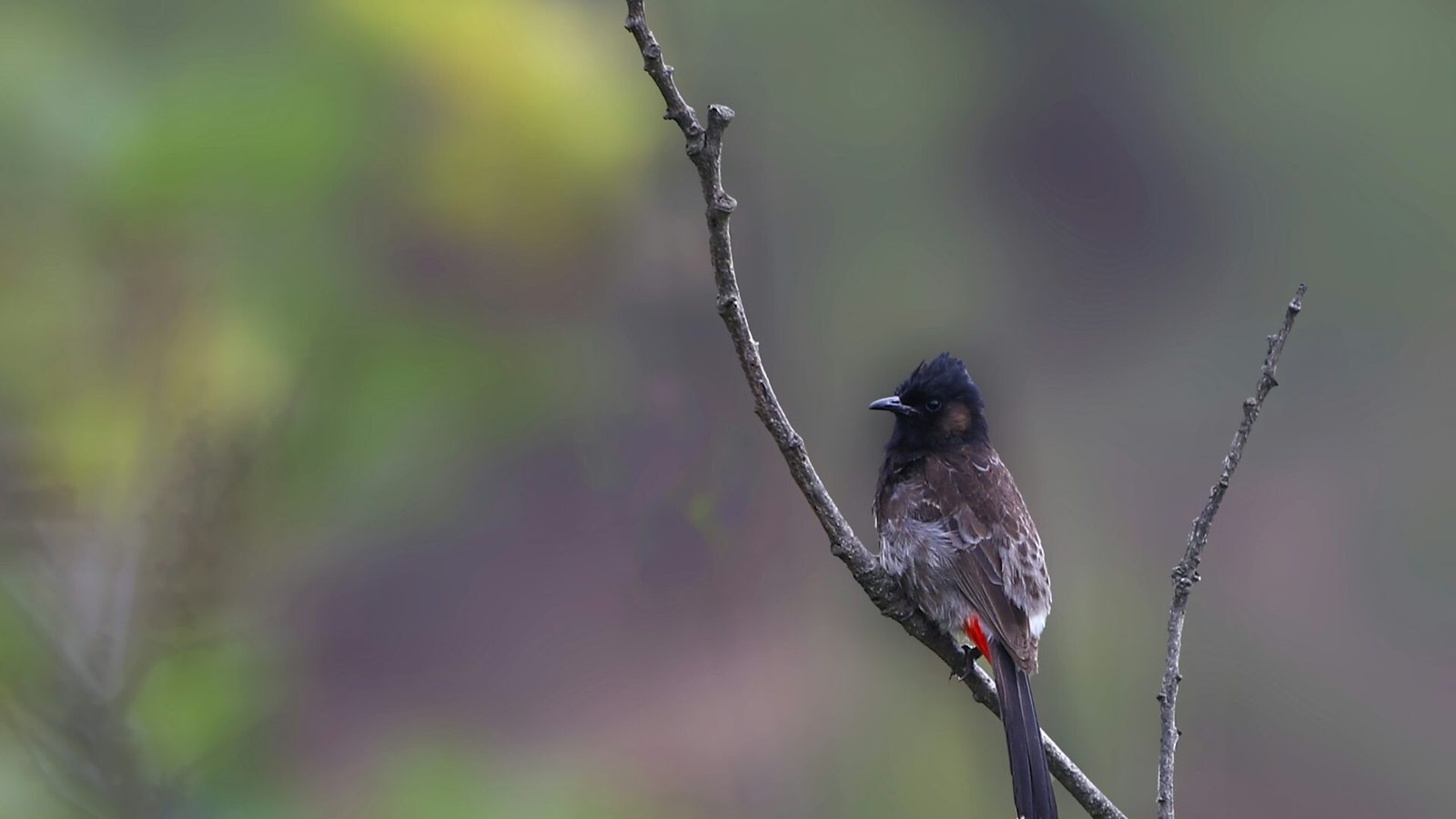 Eastern Bhutan Birding Expedition