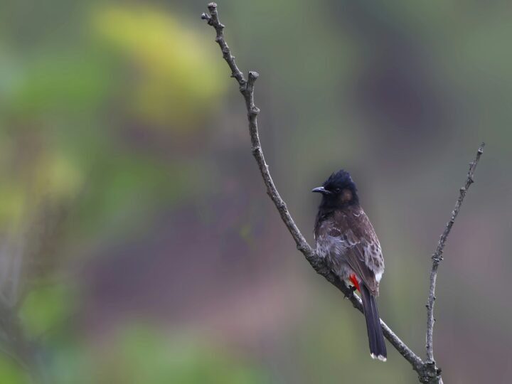 Eastern Bhutan Birding Expedition
