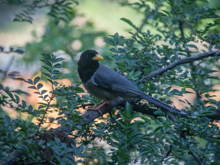 Birds of Western & Central Bhutan